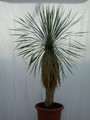 yucca rostrata 1487