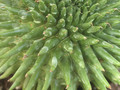 euphorbia suzannae 06