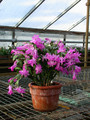 schlumbergera lady linda 09