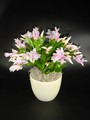 schlumbergera white eva