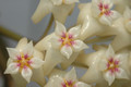 hoya nicholsonia 8831 13