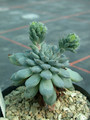 echeveria setosa deminuta es3998 01