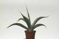 agave scabra hundida coahuila 8417
