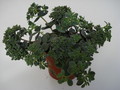 sedum sieboldii 685