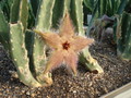 stapelia desmetiana 9920