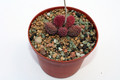 adromischus herrei 0087