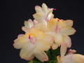 schlumbergera sol brazil 1603