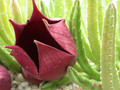 stapelia ledinii 01