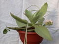 kalanchoe synsepala 8597
