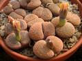 lithops aucampiae koelemannii c16 02