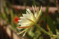 eh zaffaria 9931 15