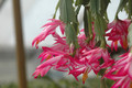 schlumbergera bristol rose 8273