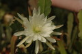 eh zaffaria 9931 08