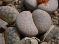 lithops pseudotruncatella alpina c68 05