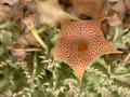 huernia hallii karoo 02