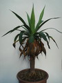 agave attenuata serrulata stamm 2