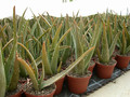 aloe vera5
