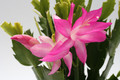 schlumbergera cyber dancer 8827