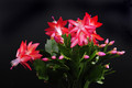 schlumbergera jolly dancer 001