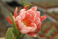 eh cherubim 5648 01
