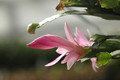schlumbergera naomi 8198