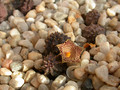 huernia kennedyana05
