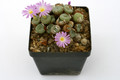 conophytum ruschii sb1114 0894