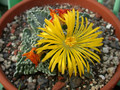 faucaria tuberculosa 01