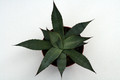 agave parryi 0133