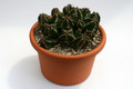 euphorbia fruticosa 9521