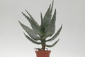 aloe ferox 8732