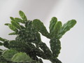 schlumbergera opuntioides 7721