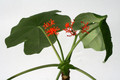 jatropha podagrica 0461