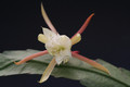 eh floribundum hbg58296 1697