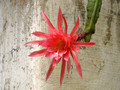 eh editha paetz 1013 1106