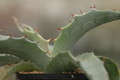 agave maximiliana kathrinae 8679
