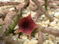 huernia leachii x keniensis05