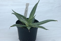 agave nizandensis 3