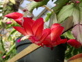 schlumbergera elfenzauber 01