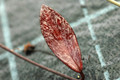 hoya pubicalyx silver pink 04