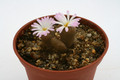 conophytum lithopsoides violskraalberg 2820