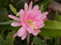 eh rose queen 8791 691
