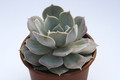 echeveria lilacina 7951