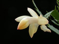 schlumbergera thor alec 03