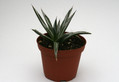 agave toumeyana 8808