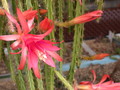 aporocactus carolina 25