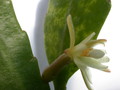 pseudorhipsalis himanthoclada horich rba216 2119