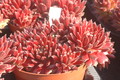 sempervivum arachnoideum rote selektion 1383