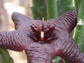 stapelia baylissii somerset east 0734
