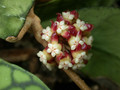 hoya meredithii 3425 01